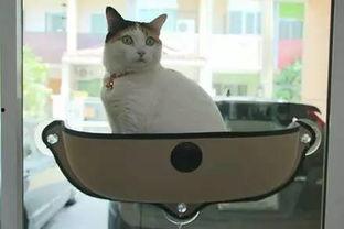 娱乐吃瓜酱猫窝,揭秘娱乐圈那些不为人知的幕后故事 第1张 娱乐吃瓜酱猫窝,揭秘娱乐圈那些不为人知的幕后故事 第1张