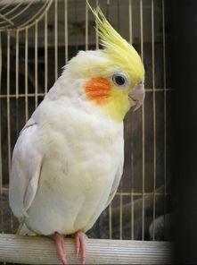 玄凤鹦鹉最新爆料  第1张